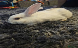 Mixed Breed rabbits for sale: Baby bunny’s - Image 6