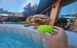 Cockapoo dogs for sale: Teddy / Ted / Tedwyn 🧸   - Image 3