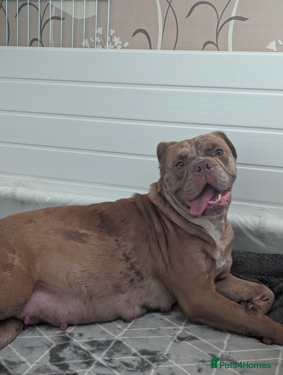 Old Tyme Bulldog dogs for sale: STUNNING OLD TYME ENGLISH BULLDOG PUPPIES  - Advert 1