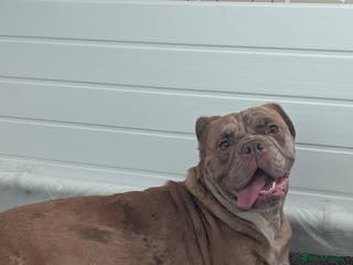 Old Tyme Bulldog dogs STUNNING OLD TYME ENGLISH BULLDOG PUPPIES - Advert 1