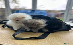 Pomeranian dogs for sale: Pomeranian Pups - Ready for new homes 💕 - Advert 22