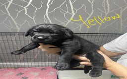 Labrador Retriever dogs for sale: Labrador puppies - Advert 15