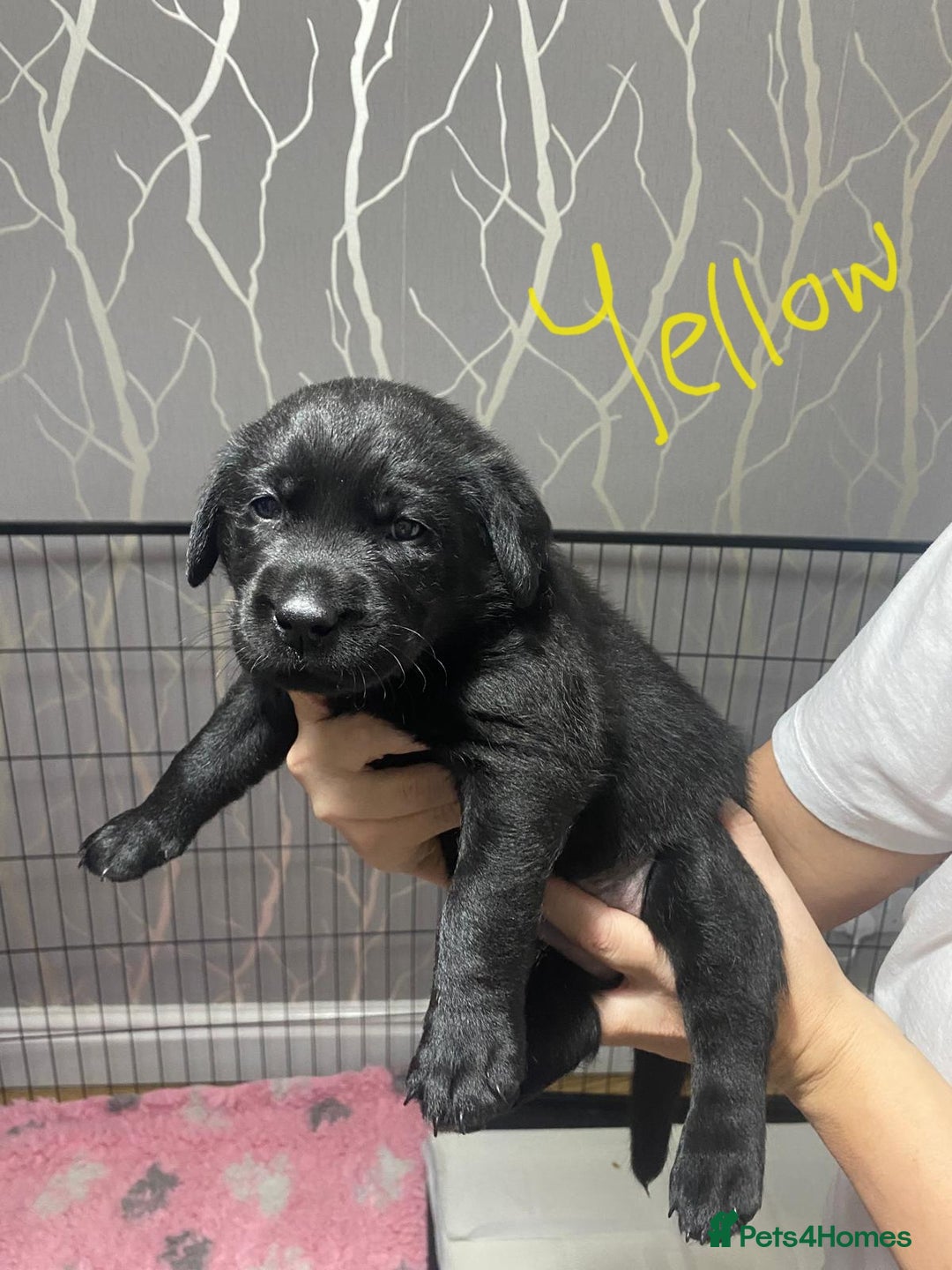 Labrador Retriever dogs for sale: Labrador puppies - Advert 15