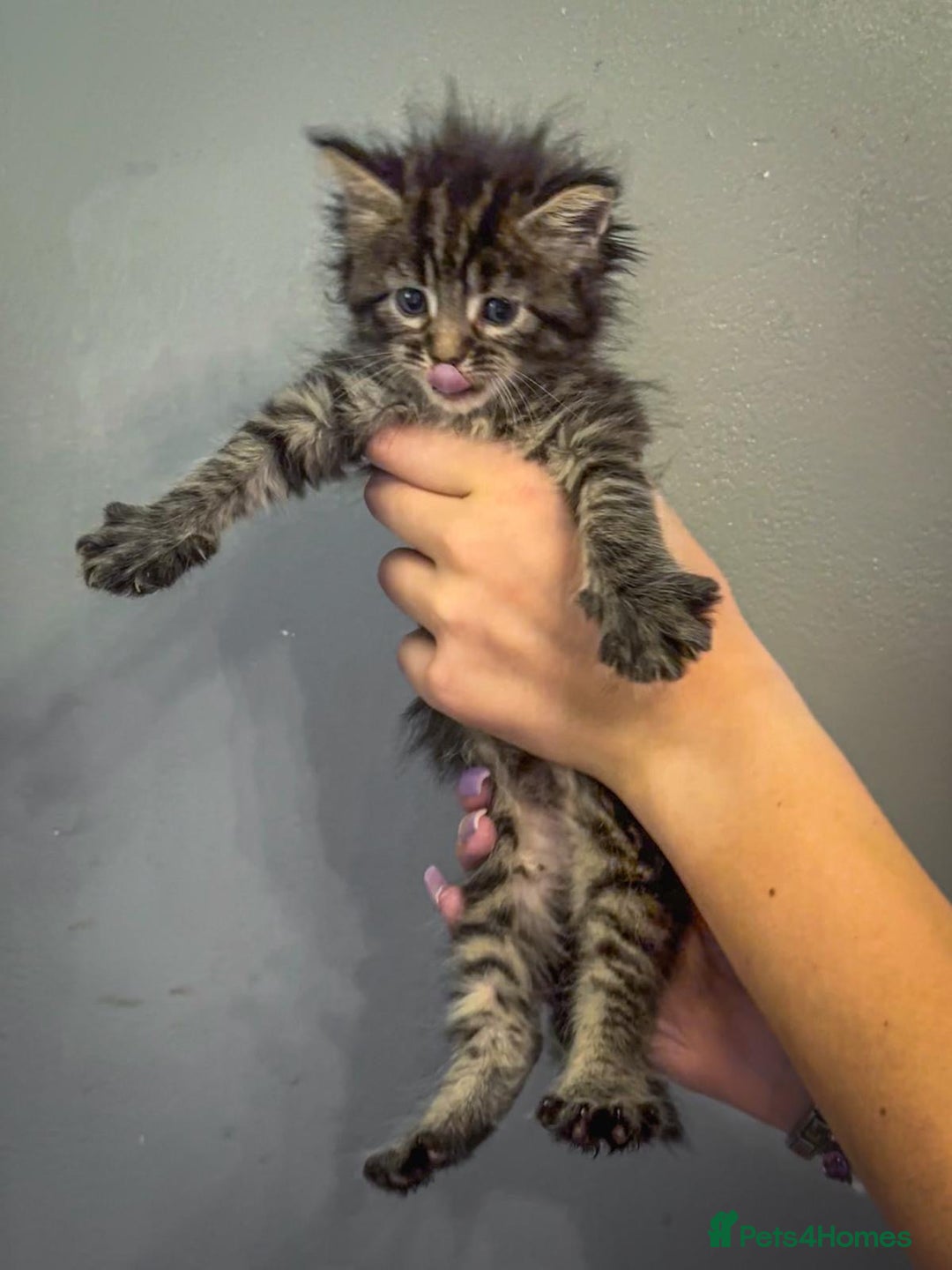 Maine Coon cats for sale: Full breed Mainecoon kittens ready 29th September  - Image 12