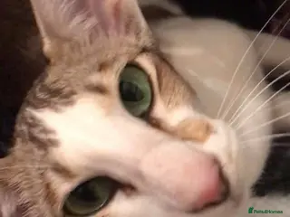 Oriental cats Oriental ex queen looking for loving home - Advert 1