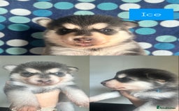 Pomsky dogs for sale: Beautiful husky marked Pomskies  - Image 29