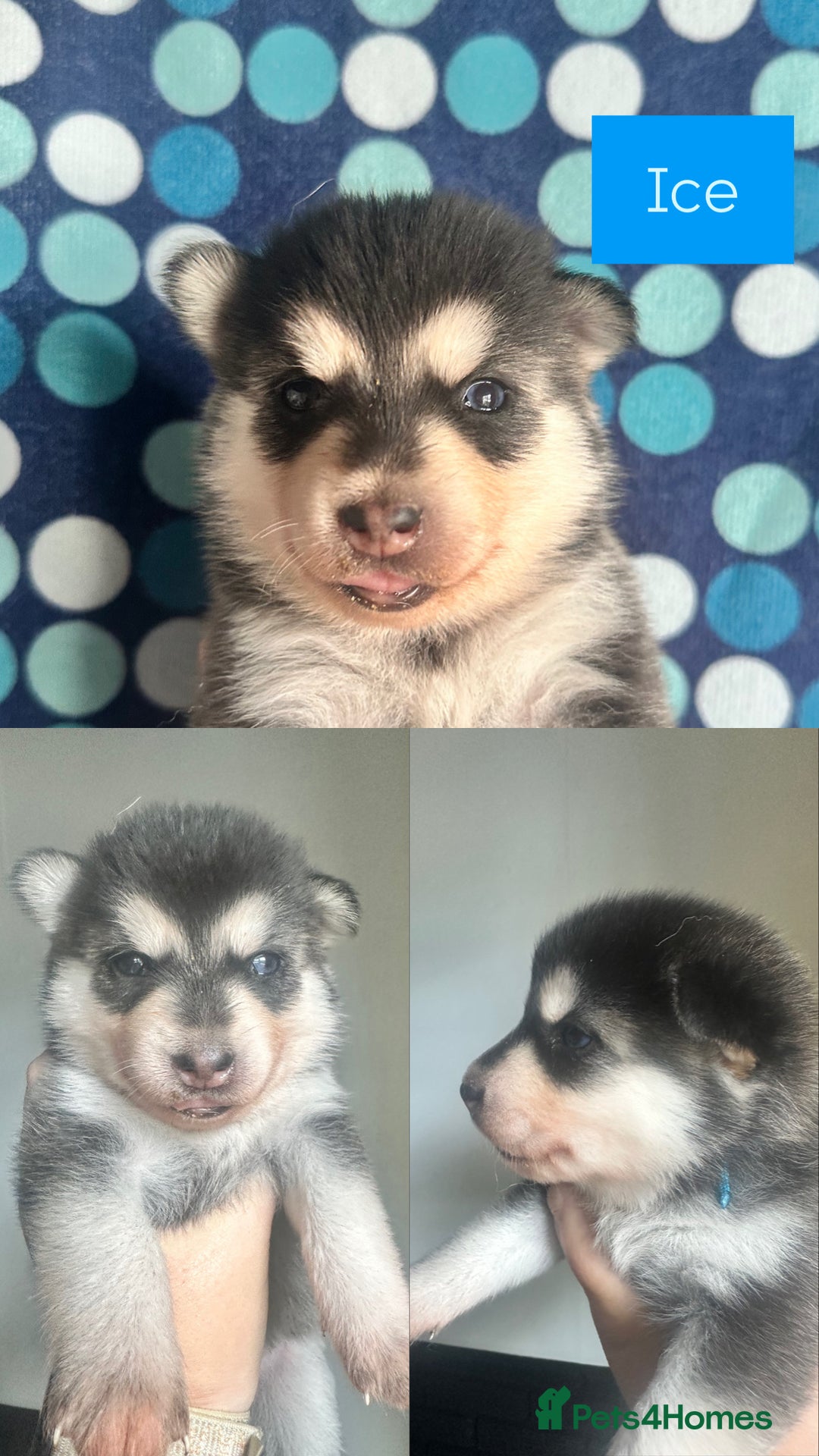 Pomsky dogs for sale: Beautiful husky marked Pomskies  - Image 29