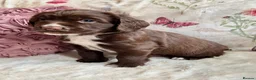 Sprocker dogs for sale: Sprocker Spaniel pups  in Stranraer - Advert 15