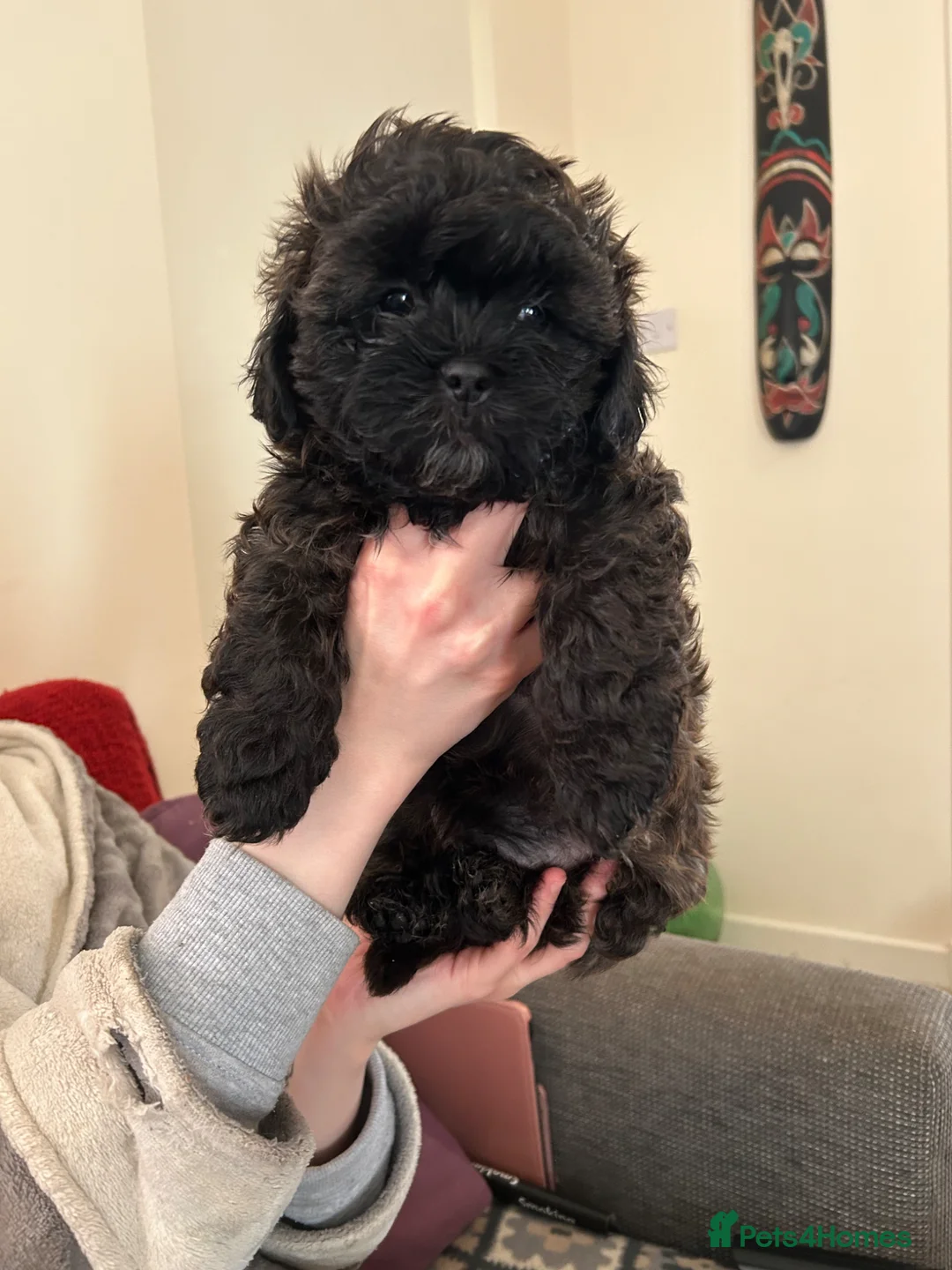 Shihpoo dogs for sale: Hypoallergenic Shitpoo Wee Boys - Advert 2