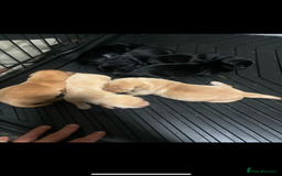 Labrador Retriever dogs for sale: 7 Labrador Puppies - Image 2