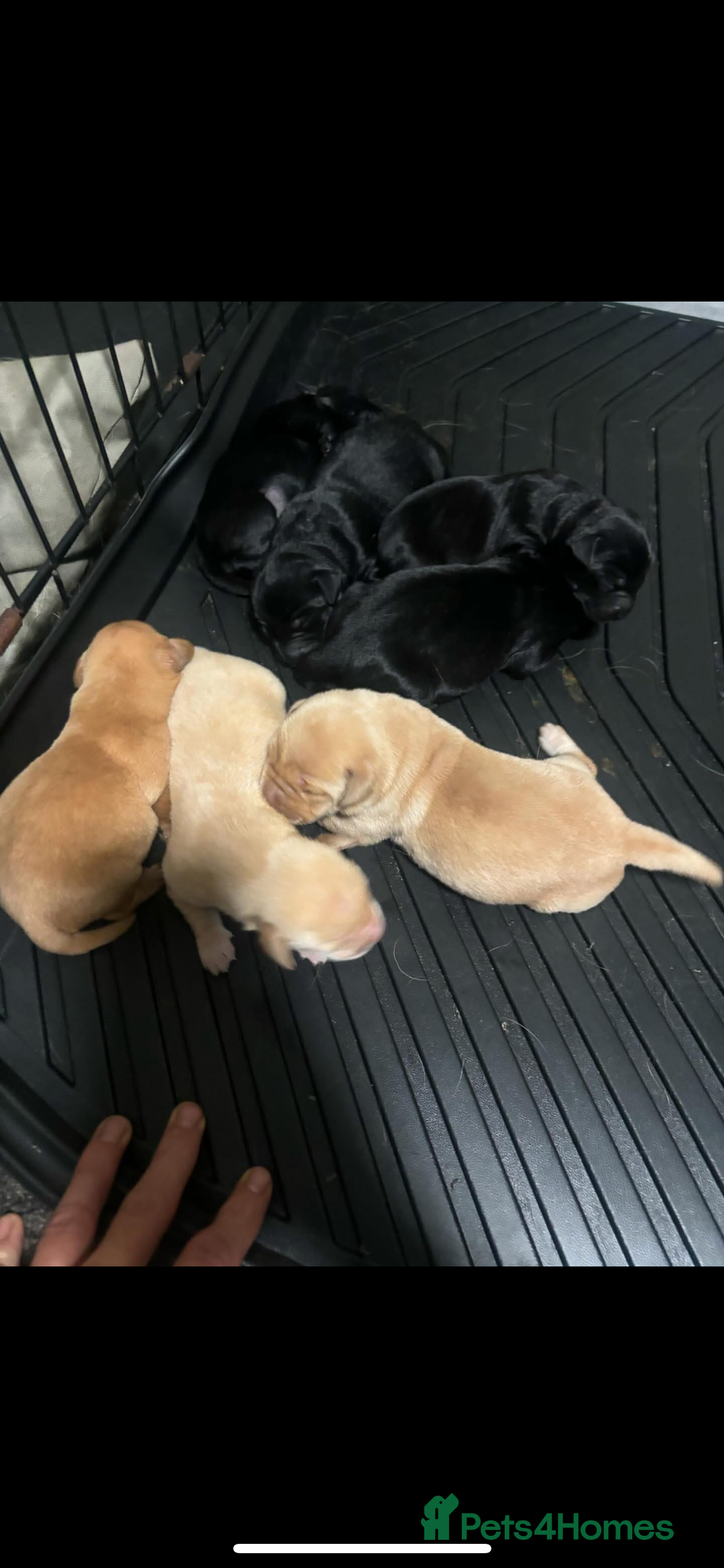 Labrador Retriever dogs for sale: 7 Labrador Puppies - Image 2