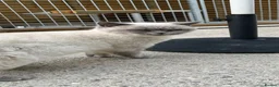 British Shorthair cats for sale: Lilac Colourpoint Active GCCF Reg Female - Advert 2
