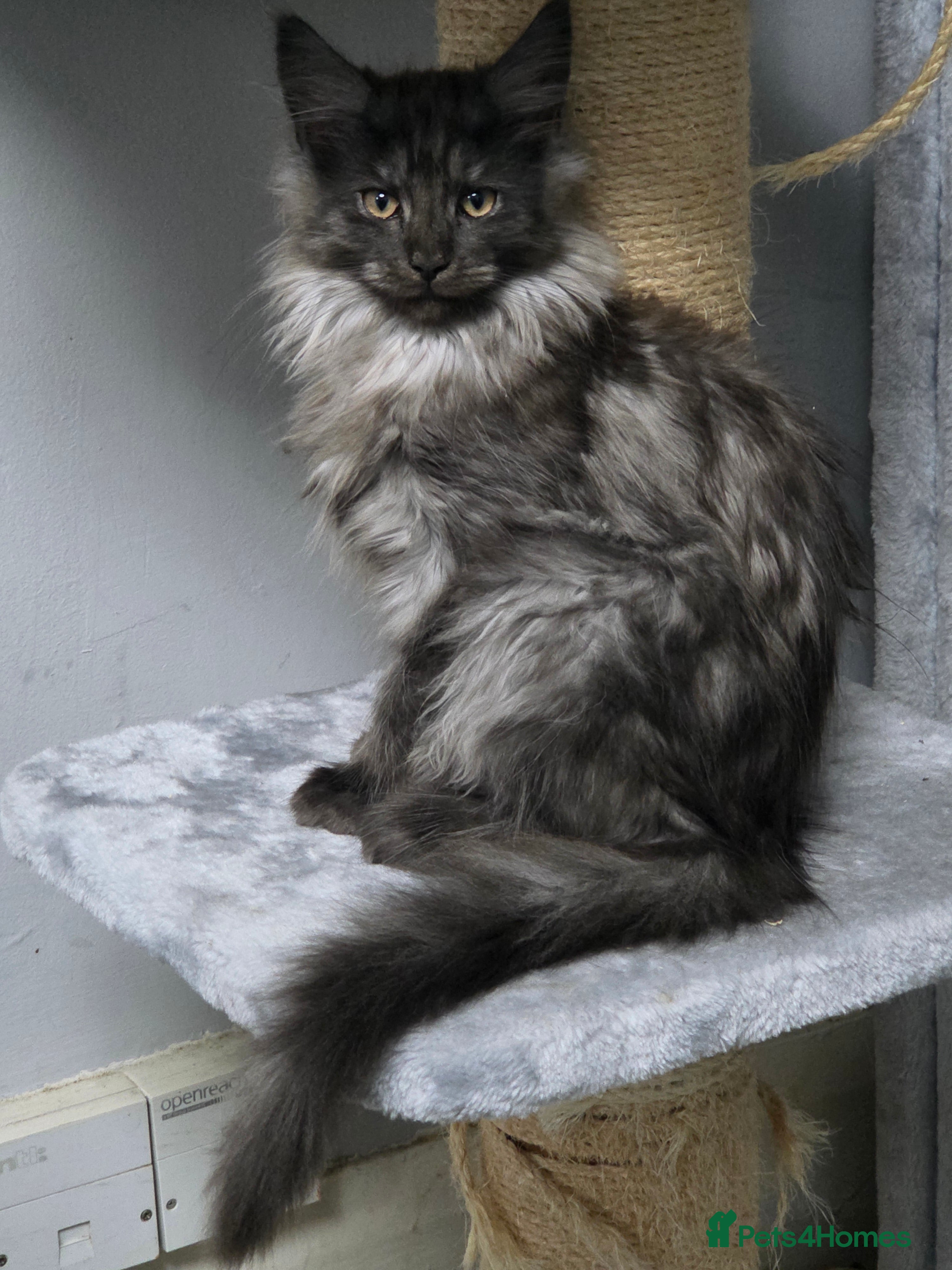 Maine Coon cats Stunning Pedigree Maine Coon Kittens for Sale - Advert 18