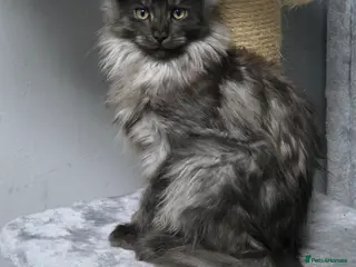 Maine Coon cats Stunning Pedigree Maine Coon Kittens for Sale - Advert 18