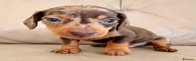 Bruno - Miniature Dachshund Puppy 