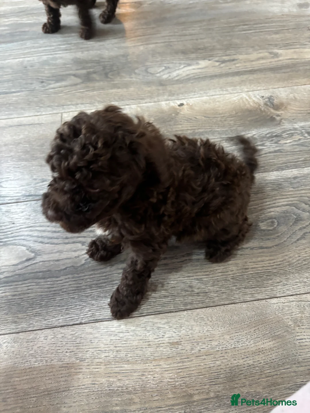 Toy Poodle dogs for sale: Stunning toy poodles  - Advert 13
