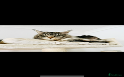 Maine Coon cats for sale: Maine coon polydactyl kittens DNA clear  - Image 9