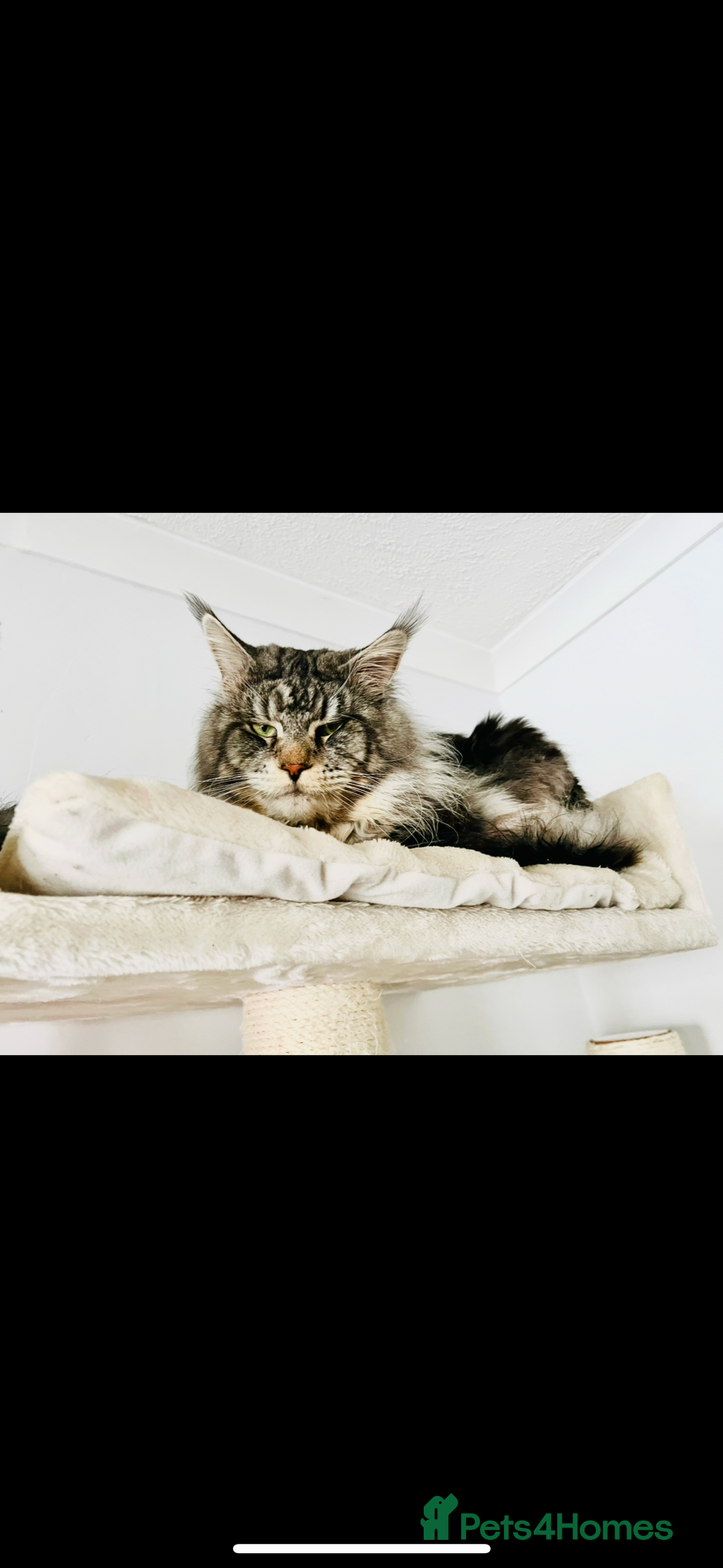Maine Coon cats for sale: Maine coon polydactyl kittens DNA clear  - Image 9