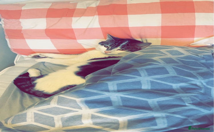 Domestic Shorthair cats - Advert 3
