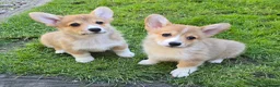 Welsh Corgi Pembroke dogs for sale: Pembroke Corgi Puppies - Ready Now - Advert 8