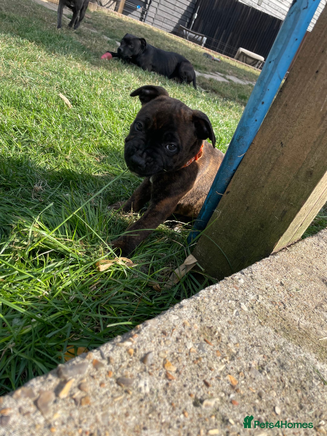 Staffordshire Bull Terrier dogs for sale: 🏅🏆 CHAMPION PLAY BOY STAFFY PUP LAST BOY!! - Image 5