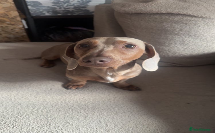 Miniature Dachshund dogs - Advert 5