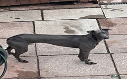 Lurcher dogs for sale: Bull cross puppies  - Image 14