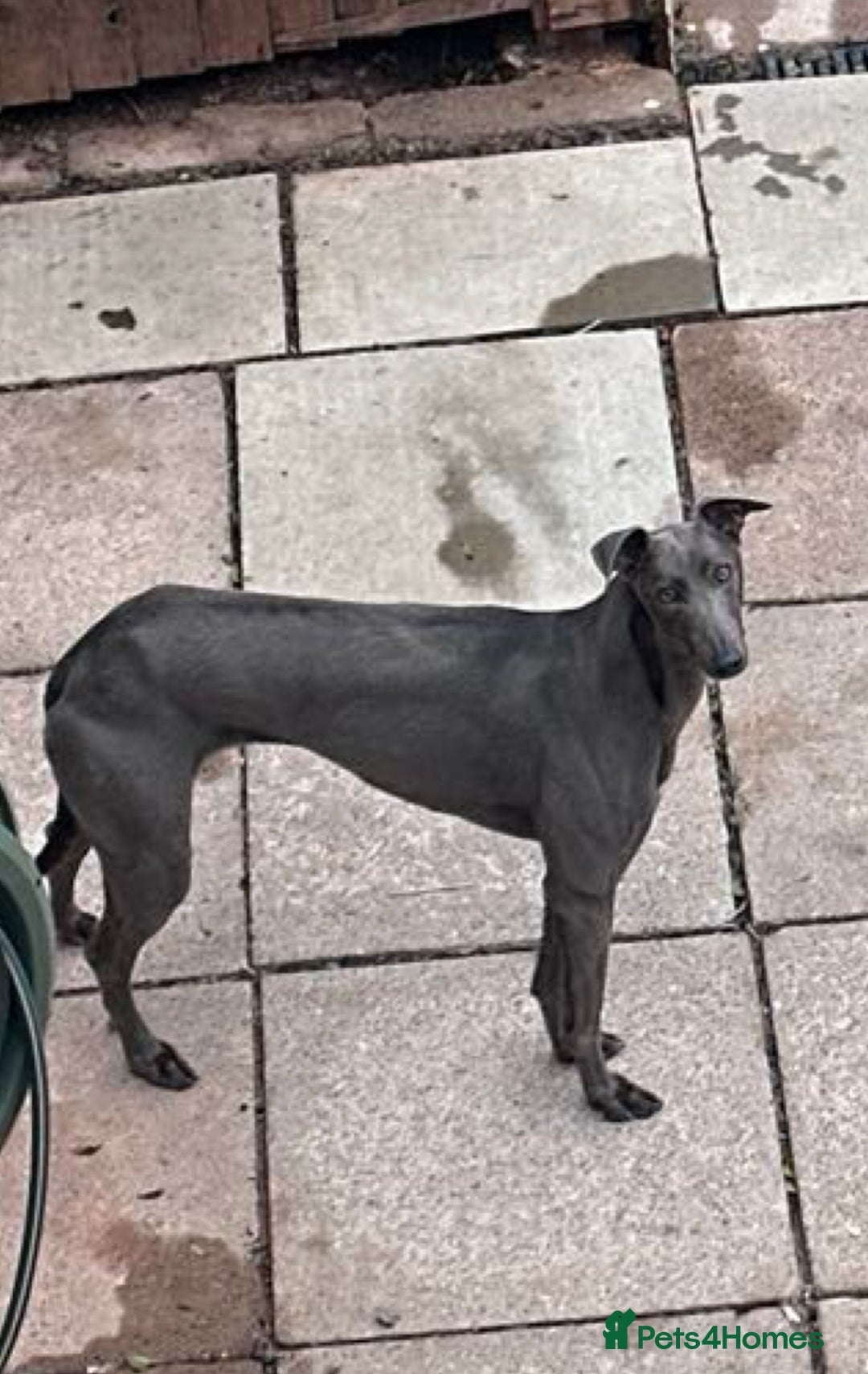 Lurcher dogs for sale: Bull cross puppies  - Image 14