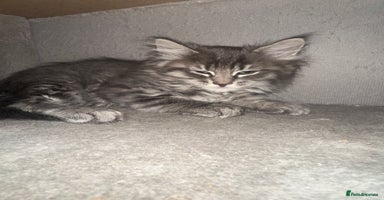 Mixed Breed cats - Advert 15