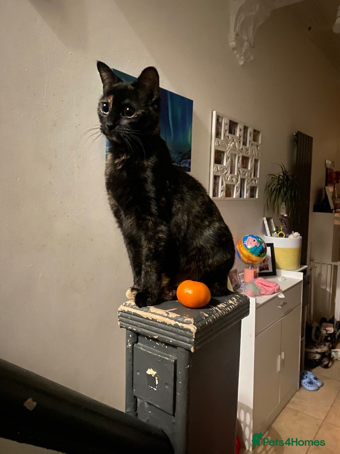 Mixed Breed cats URGENT REHOMING TODAY ! Kimmi :3 - Advert 1