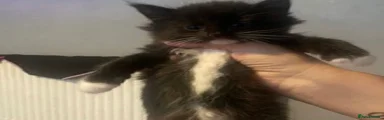 Mixed Breed Kitten 3