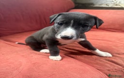 Mixed Breed dogs for sale: Whippet x greyhound puppies  - Image 29