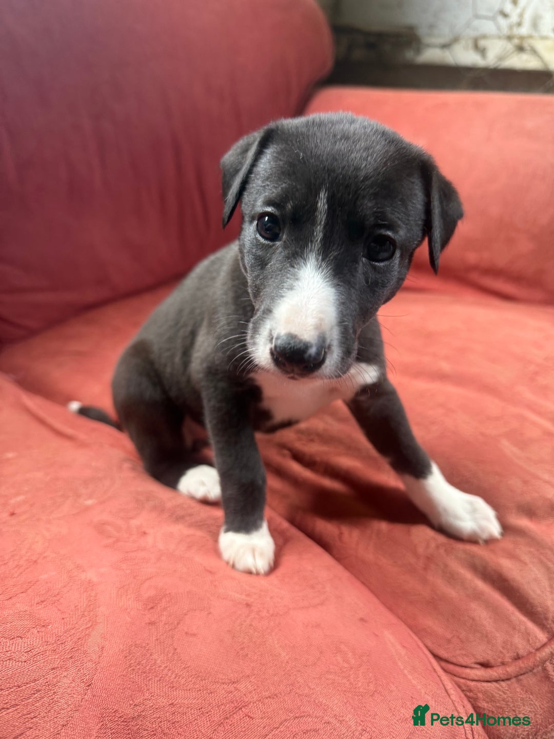 Mixed Breed dogs for sale: Whippet x greyhound puppies  - Image 29