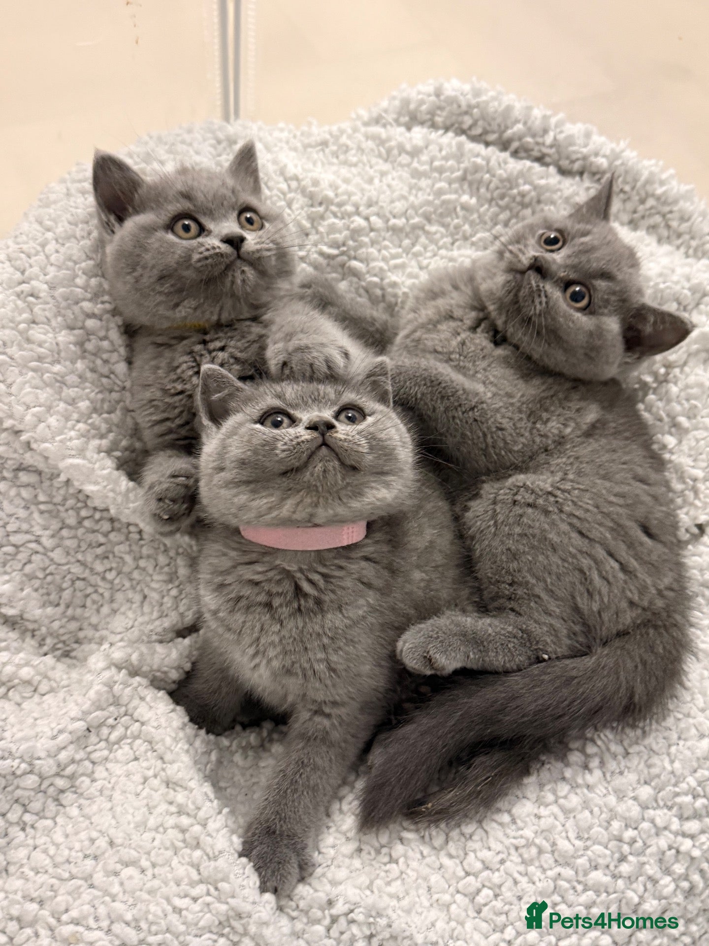 British Shorthair cats 💕🏅🏅CHAMP BLOOD BRITISH SHORT HAIR KITTENS🏅🏅💕 - Advert 1