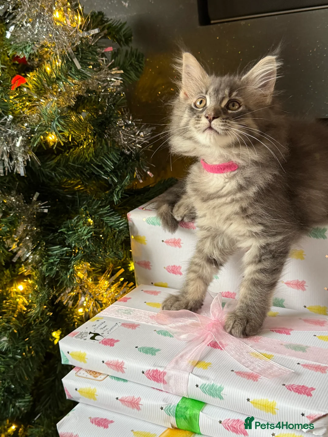 Maine Coon cats for sale: TICA Registered Maine Coon Kittens - Advert 2