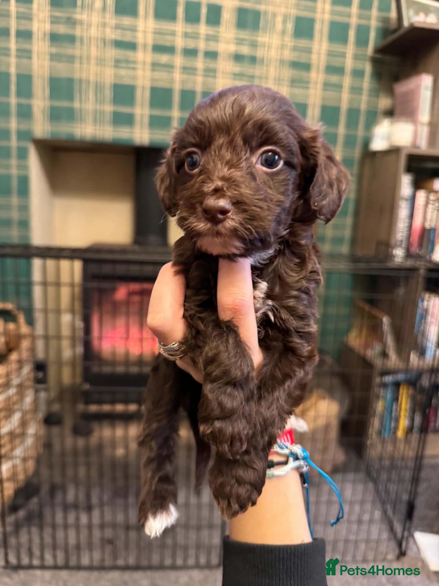 Cockapoo dogs Beautiful Cockapoo Puppies 1 Boy 3 Girls remaining - Advert 1