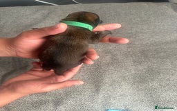Belgian Shepherd Dog dogs for sale: Belgian malinois puppies from working dog lines  - Image 19
