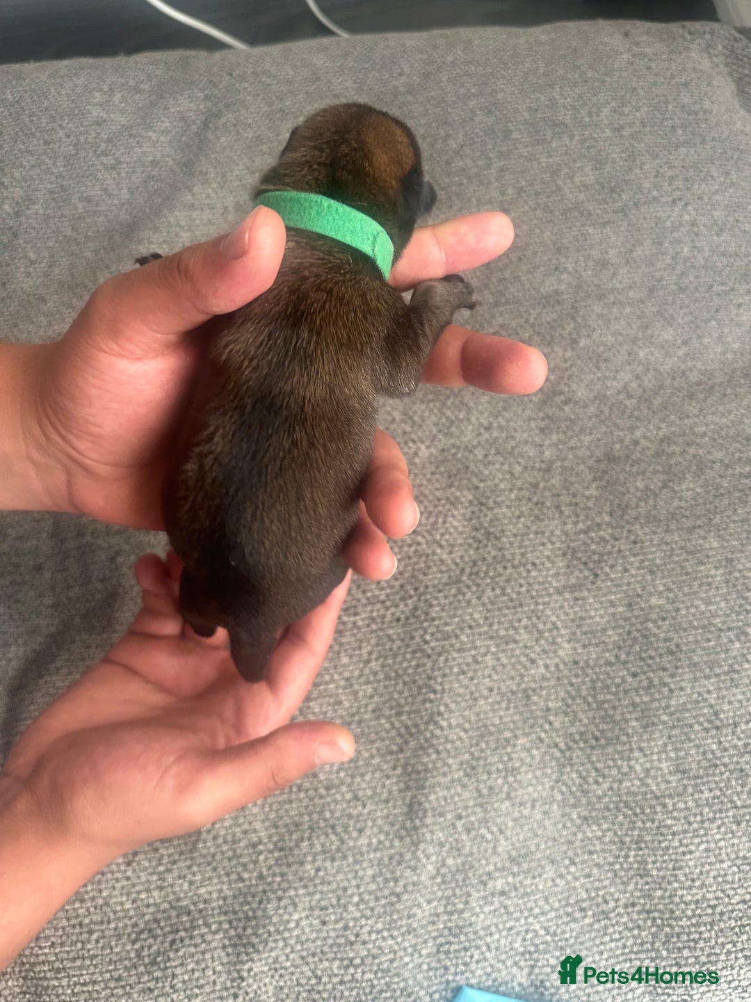 Belgian Shepherd Dog dogs for sale: Belgian malinois puppies from working dog lines  - Image 19