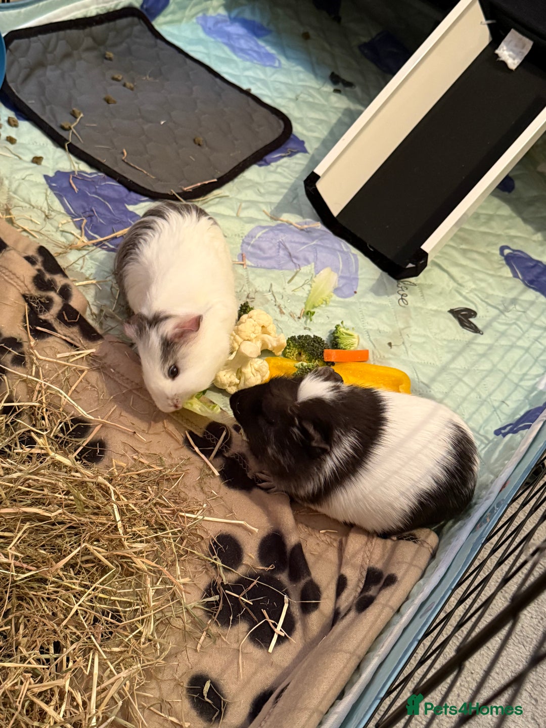Guinea Pig rodents for sale: Male guinea pigs  - Image 3
