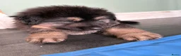 German Shepherd dogs for sale: 1 chunky boy ready to leave - Advert 14