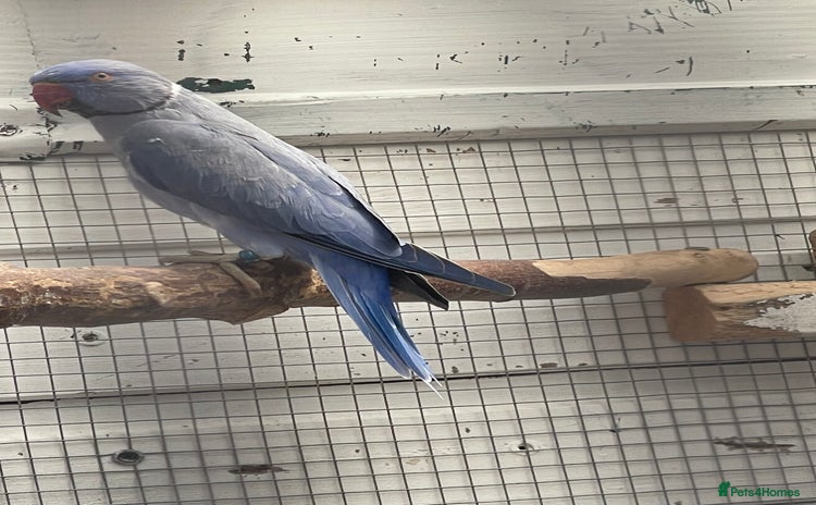 Parrots birds - Advert 14