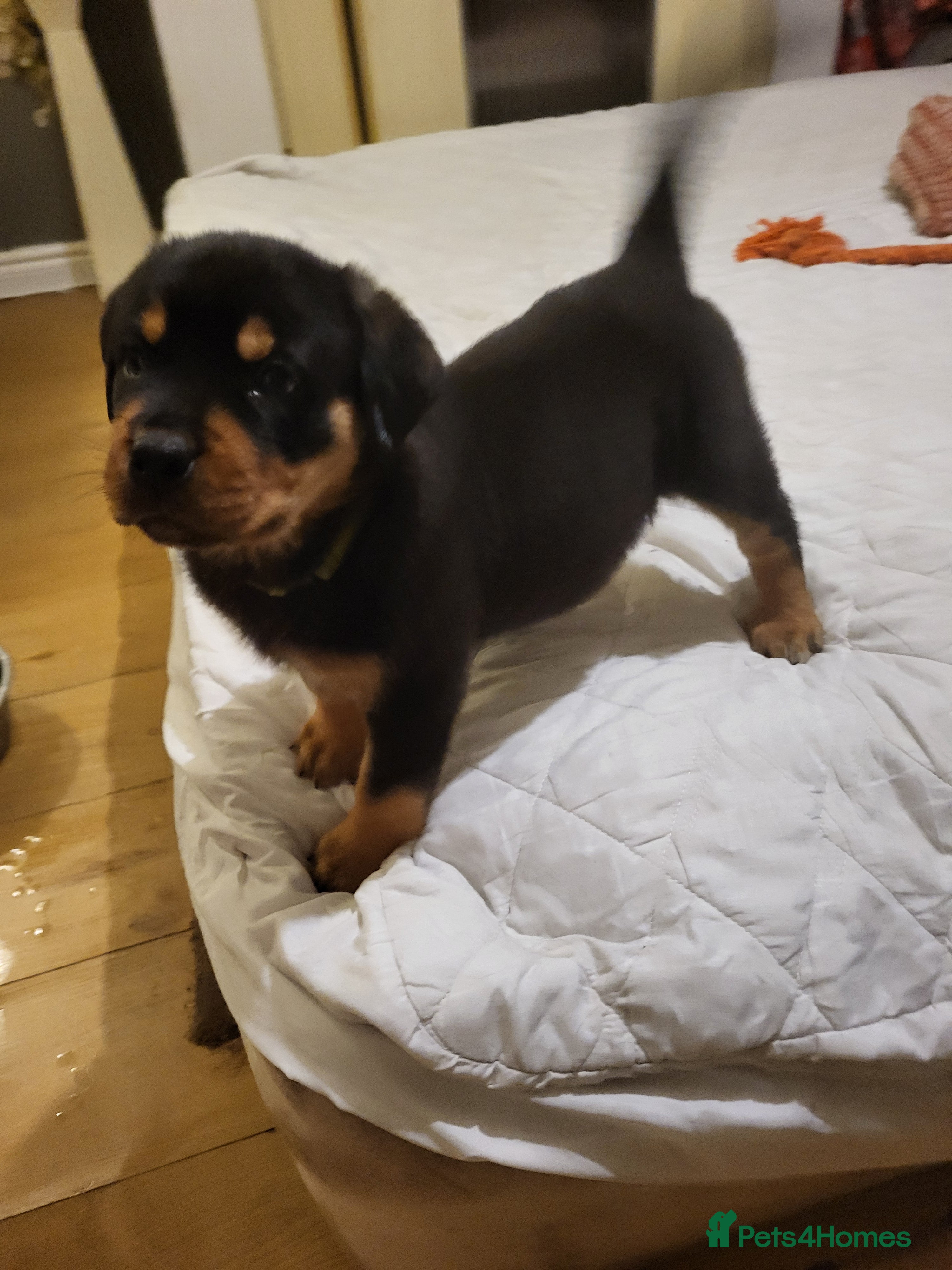 Rottweiler dogs Rotty pupps READY now! (Last girl left) - Advert 6