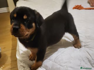 Rottweiler dogs Rotty pupps READY now! (Last girl left) - Advert 6
