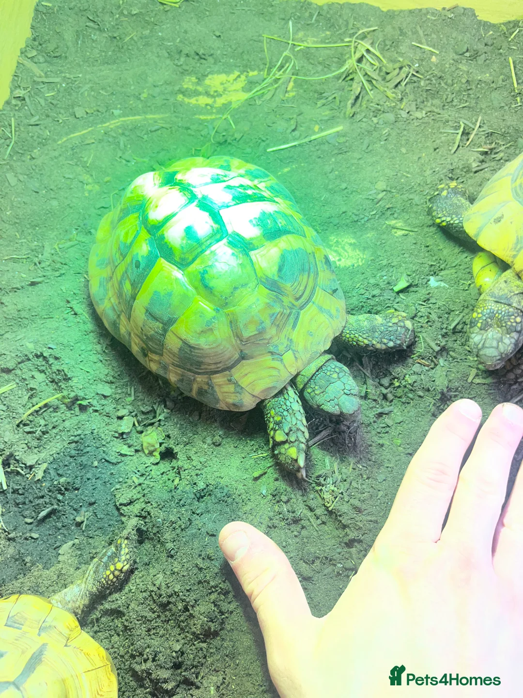 Hermann Tortoise reptiles for sale: Group of Hermann’s tortoise for sale - Advert 8