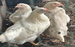 Chickens poultry for sale: Pol hybrid dark, blue and olive egg layers  - Image 17