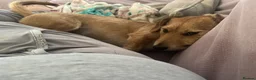 Chiweenie dogs for sale: Milo 4 years old  in Shefford - Advert 6