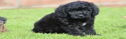 Cavapoo dogs for sale: Beautiful Cavapoo puppies for sale - Advert 6