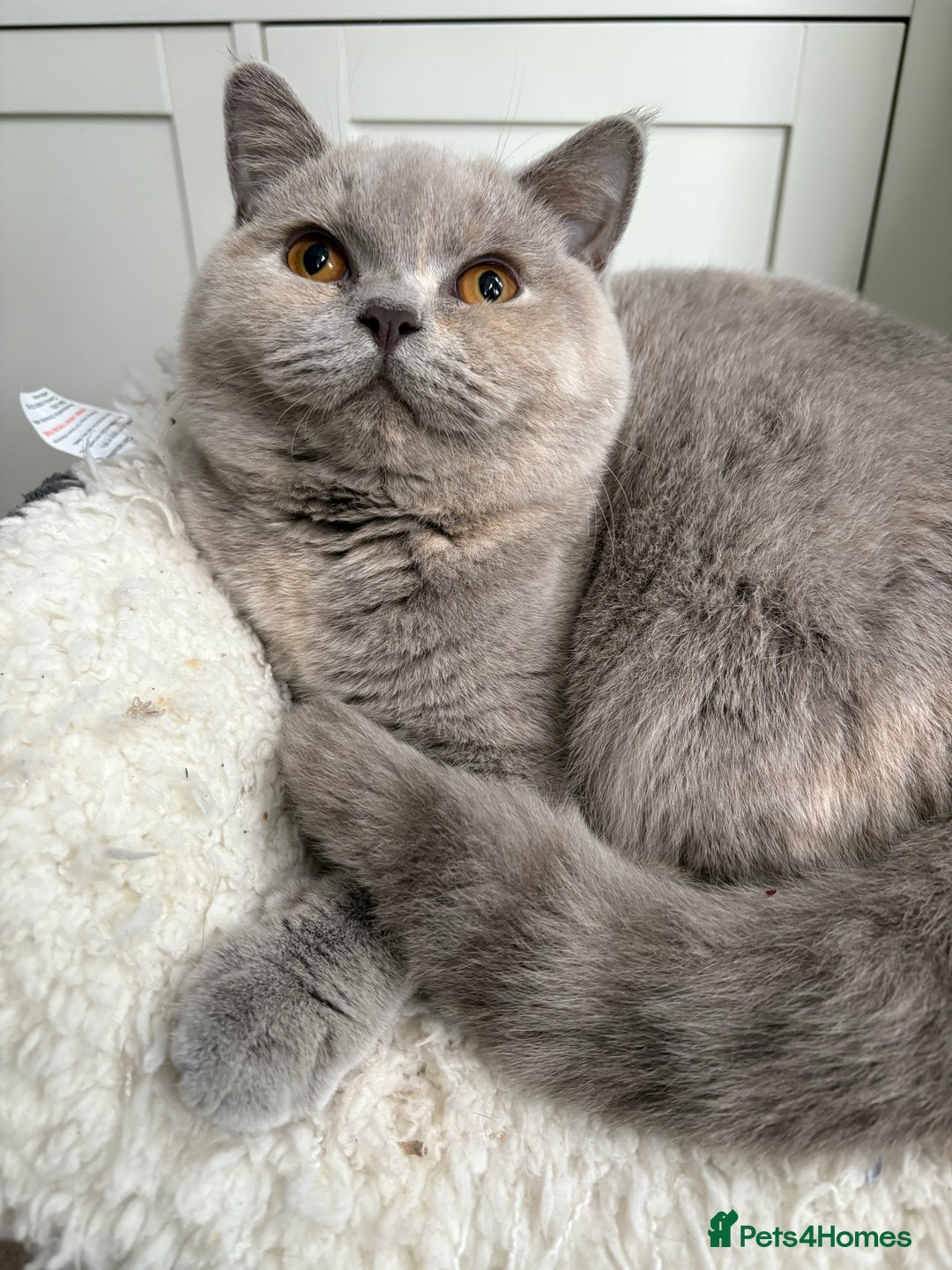 British Shorthair cats for sale: Registered British Shorthair Kittens ❤️  - Advert 15
