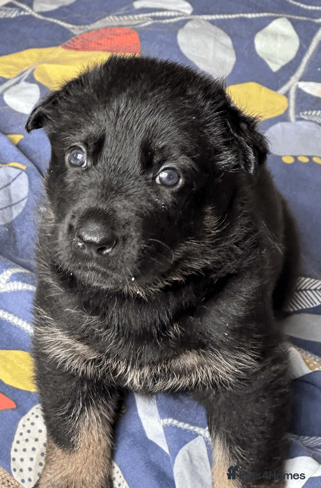 German Shepherd dogs for sale: FIVE EXCLUSIVE GSD PUPS, HOME RARED AND BRED. - Advert 11