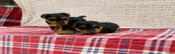 Welsh Terrier dogs for sale: BEAUTIFUL WELSH TERRIER PUPPIES  - Advert 11
